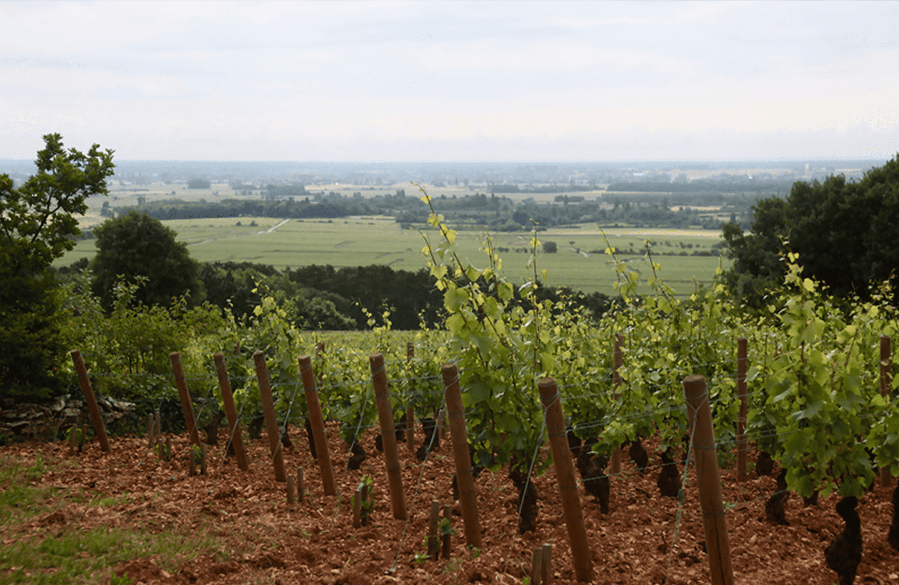 la storia di Domaine Etienne Sauzet