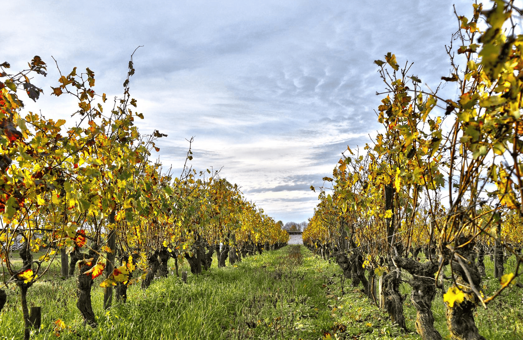 la storia di Domaine Fabrice Gasnier