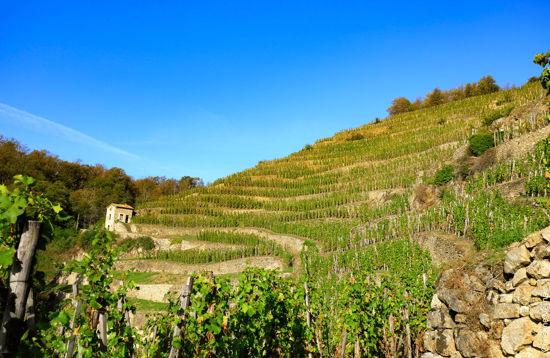 l’histoire du Domaine Georges Vernay