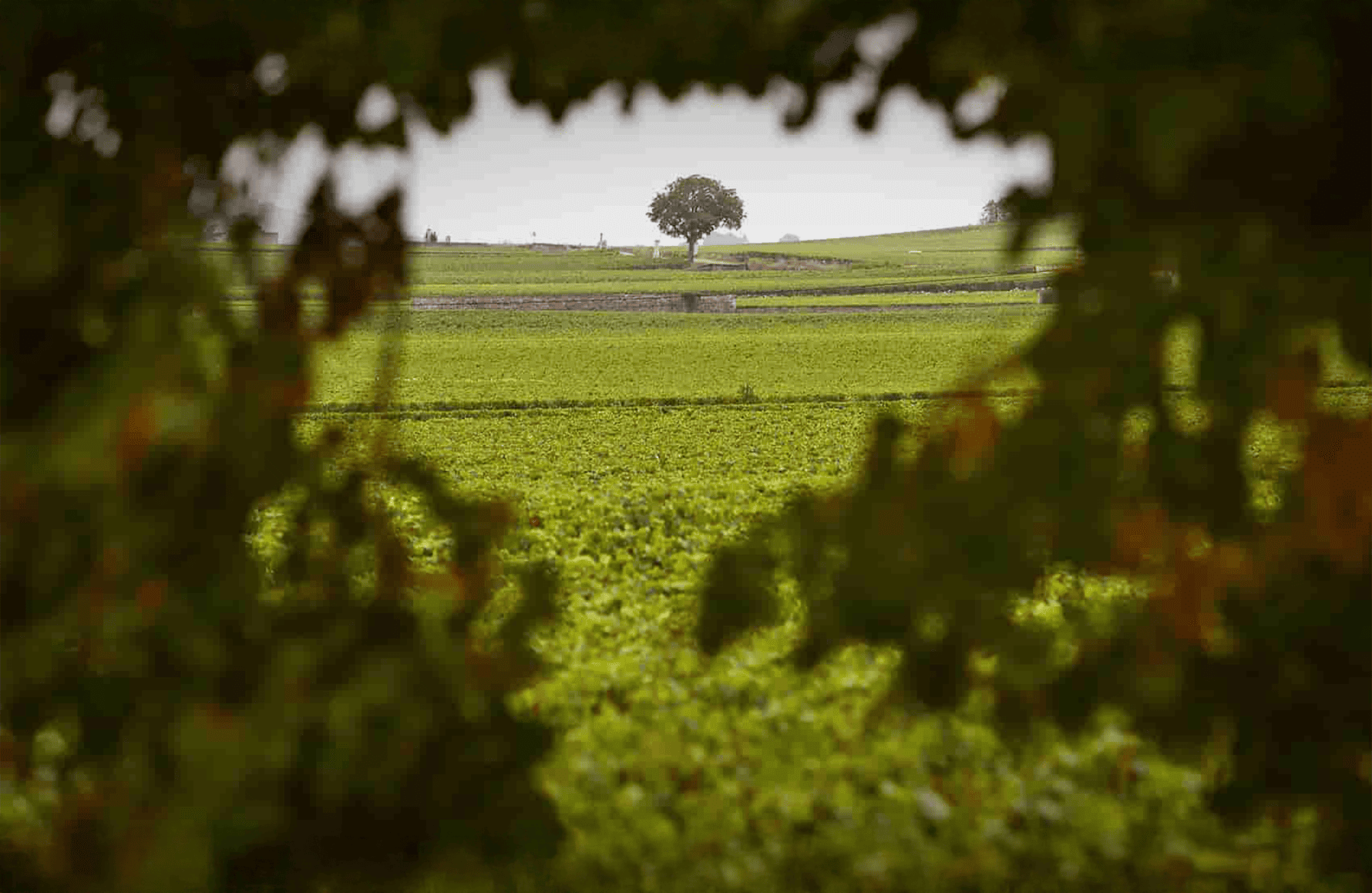 l’histoire du Domaine Henri Boillot