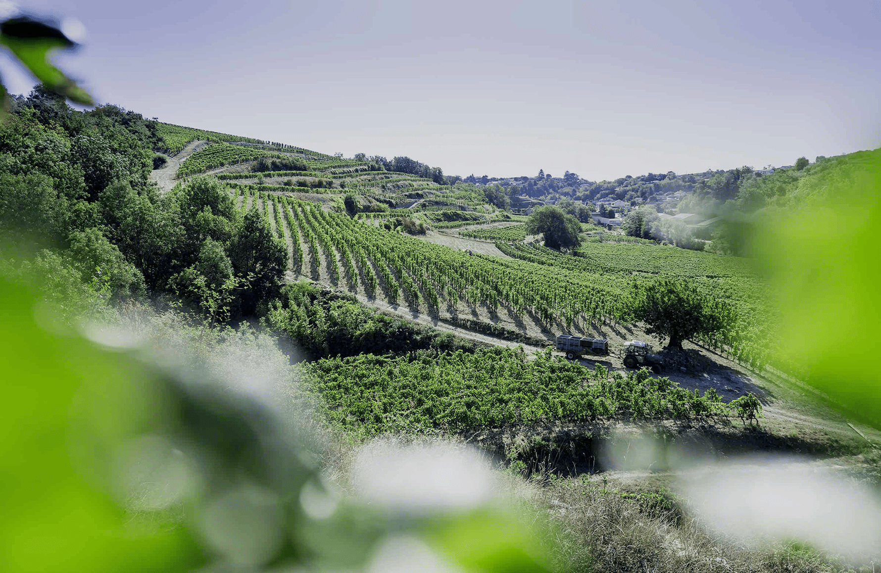la storia di Domaine Laurent Fayolle