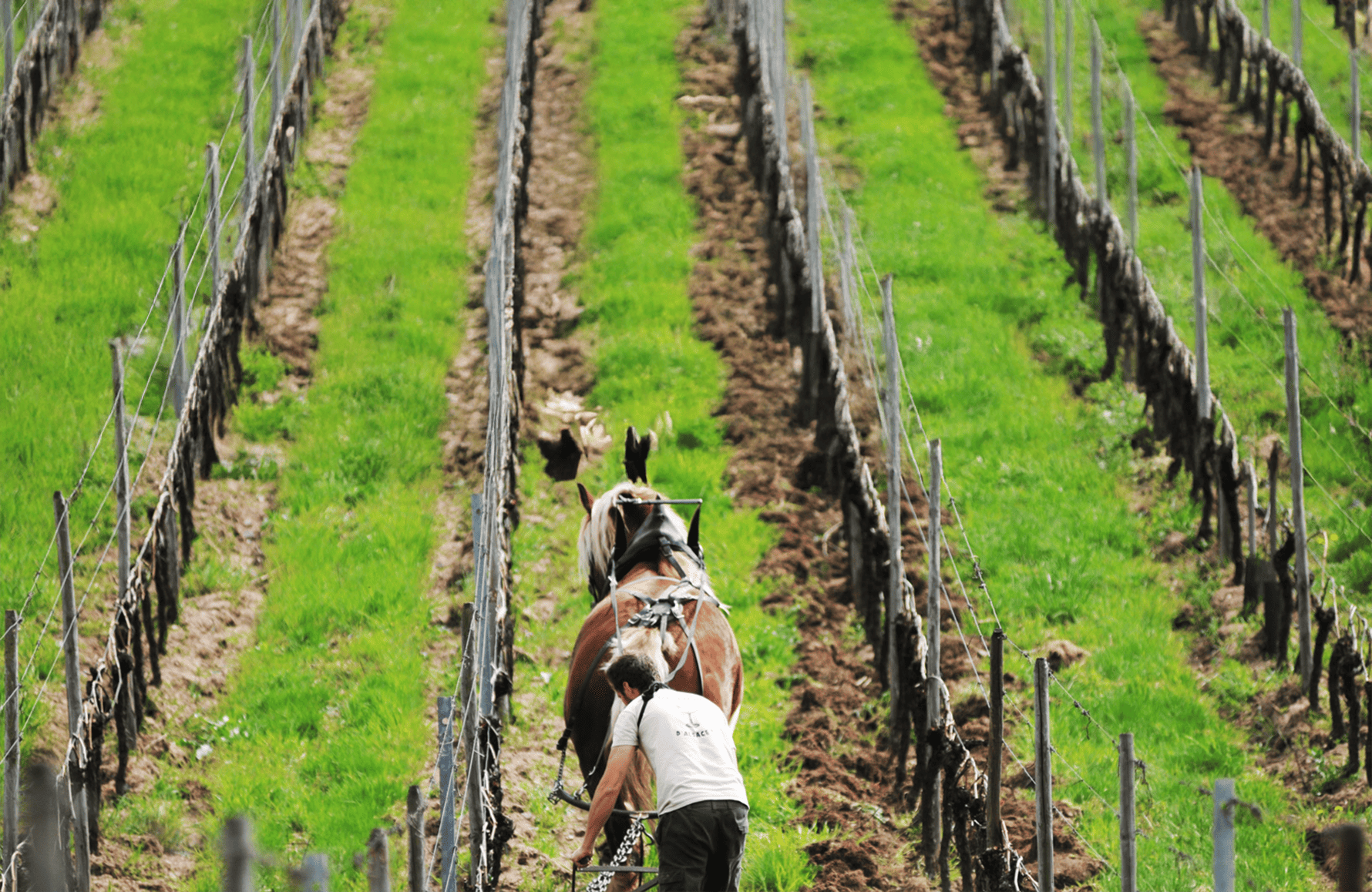 la storia di Domaine Marc Kreydenweiss