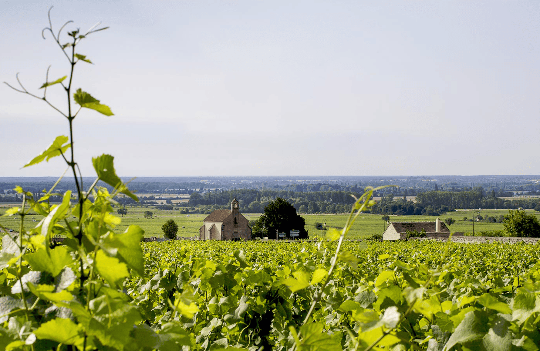 la storia di Domaine Michel Lafarge