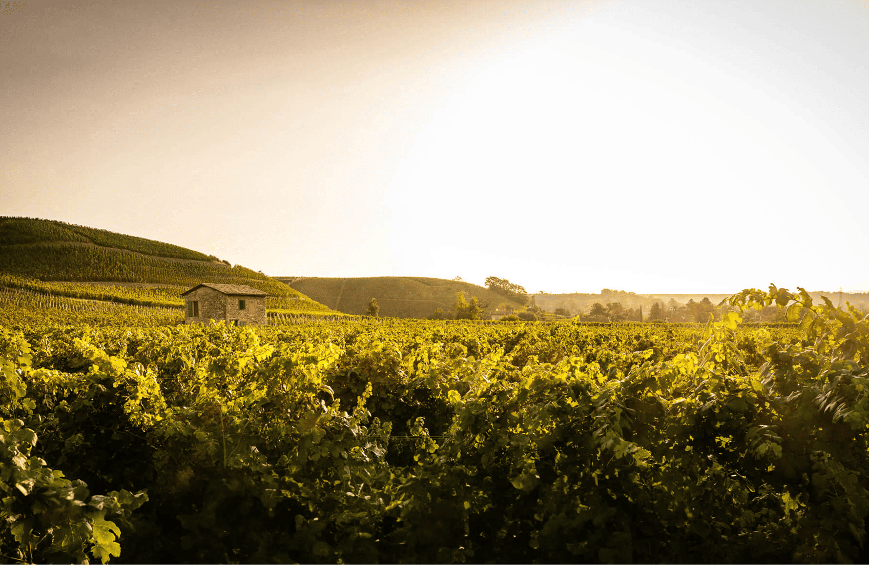 la storia di Paul Jaboulet Aîné Estates