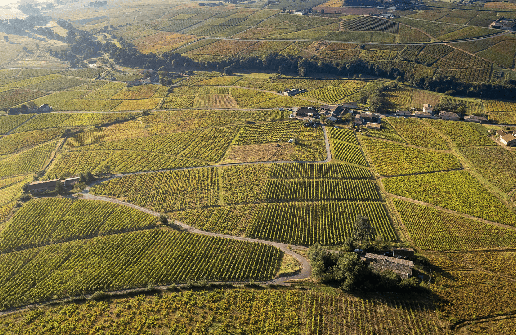 la storia di Domaine Pierre Cotton