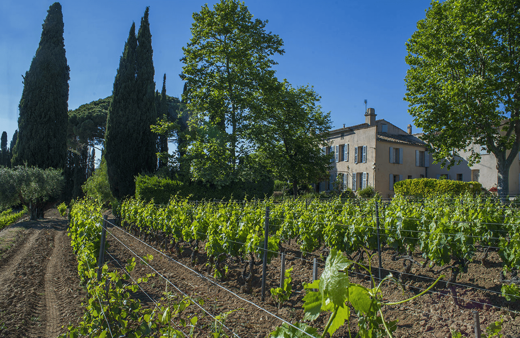 la storia di Domaine Tempier