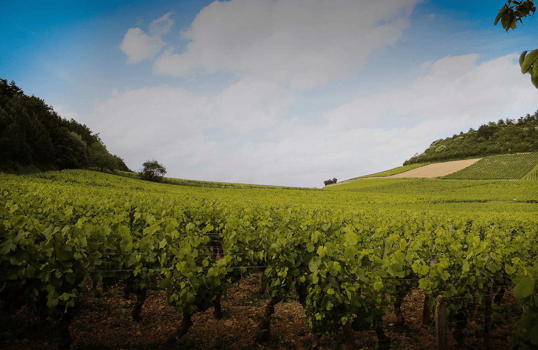 la storia di Domaine Theulot Luglio