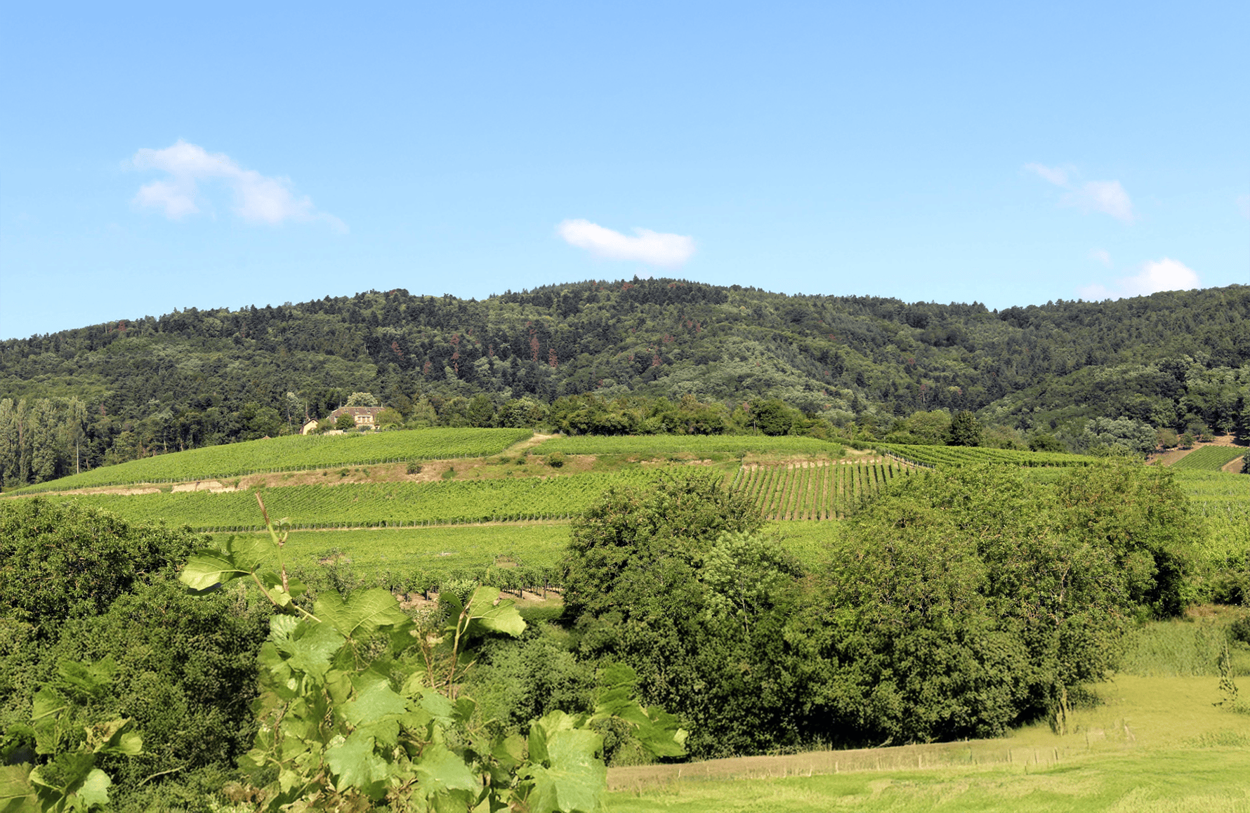 la storia di Domaine Zind-Humbrecht