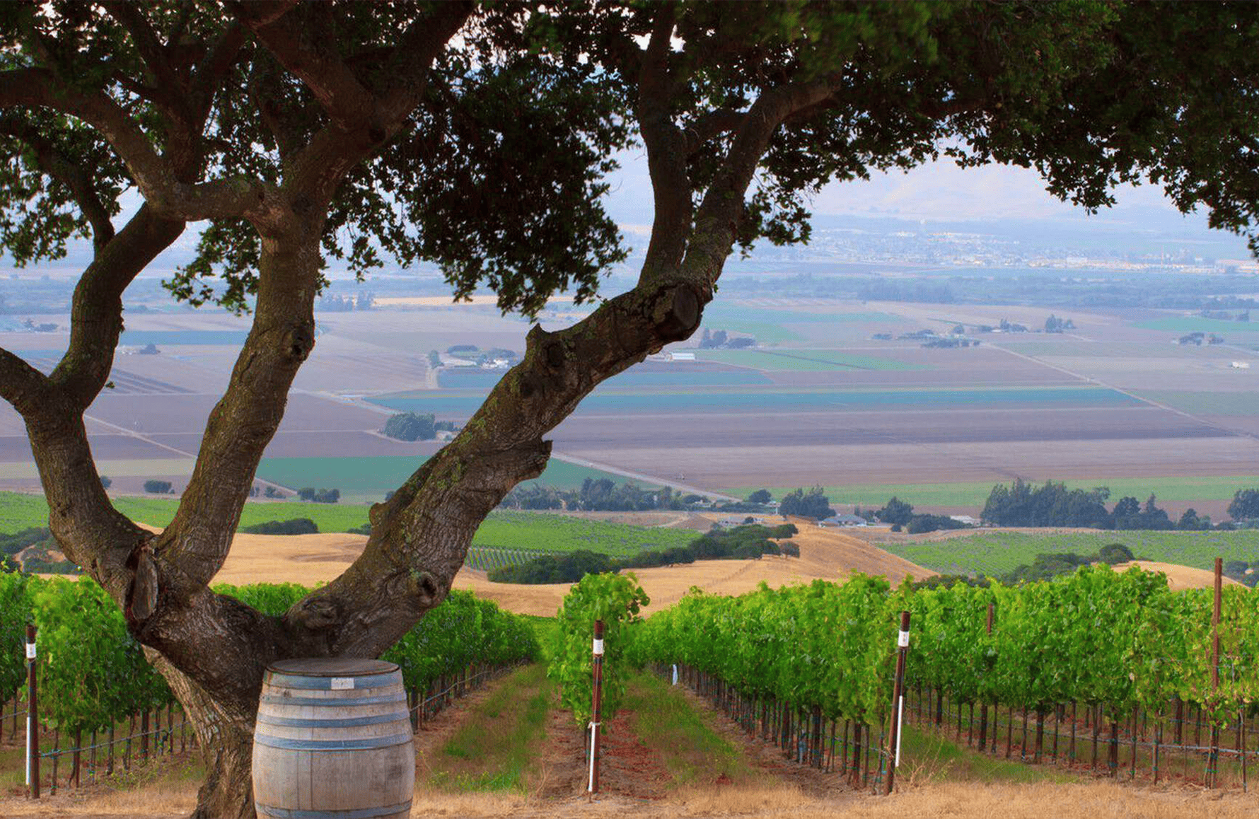 la storia di Hahn Family Wines - Stati Uniti