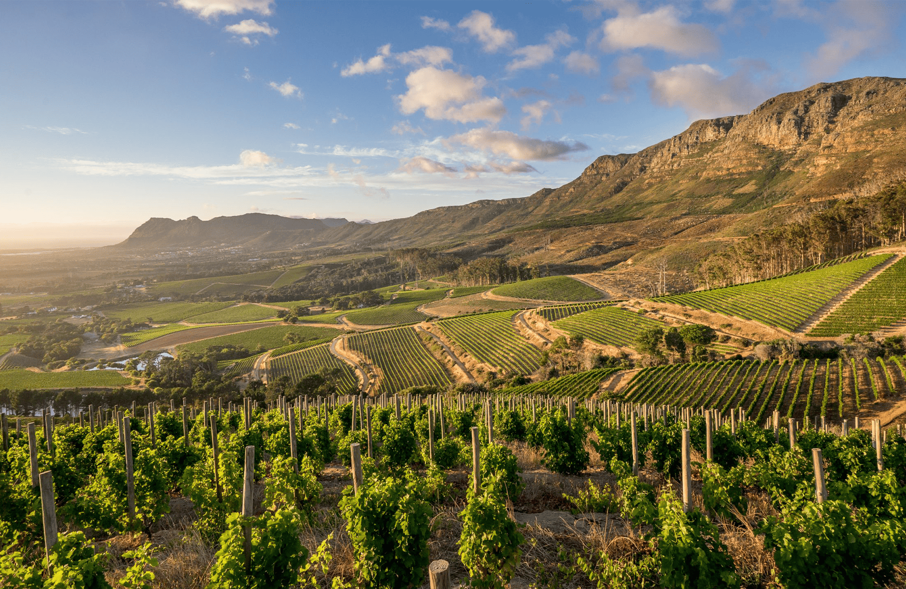 l’histoire du Klein Constantia - Afrique du Sud