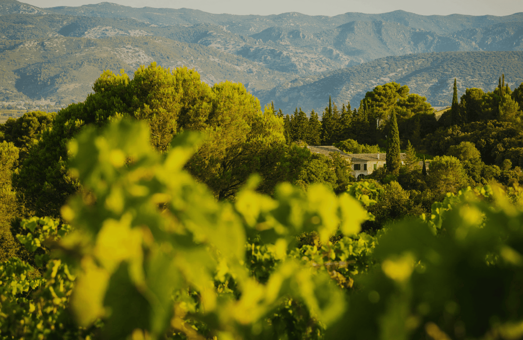 la storia di Mas de Daumas Gassac