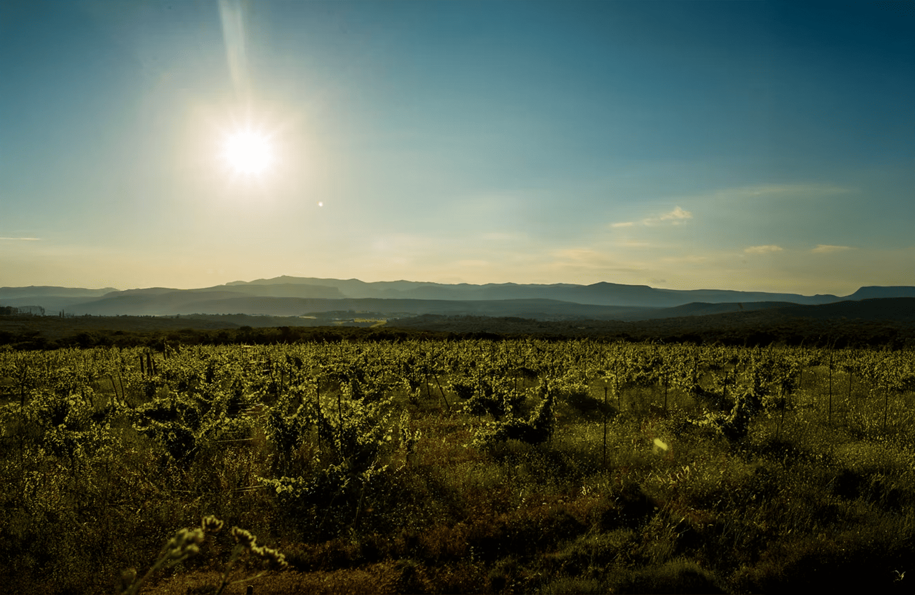la storia di Mas des Agrunelles