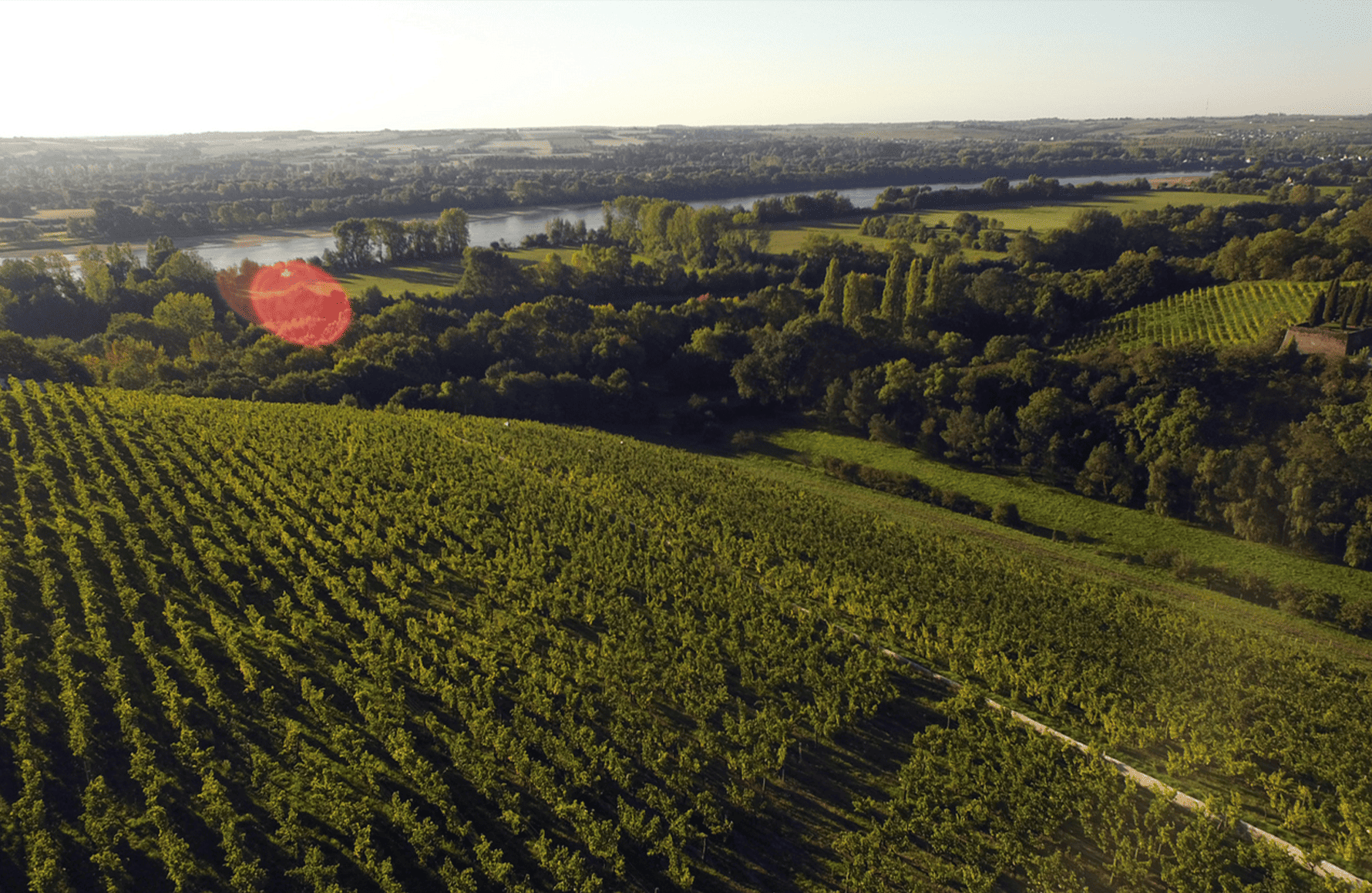 la storia di Domaine del Coulée de Serrant