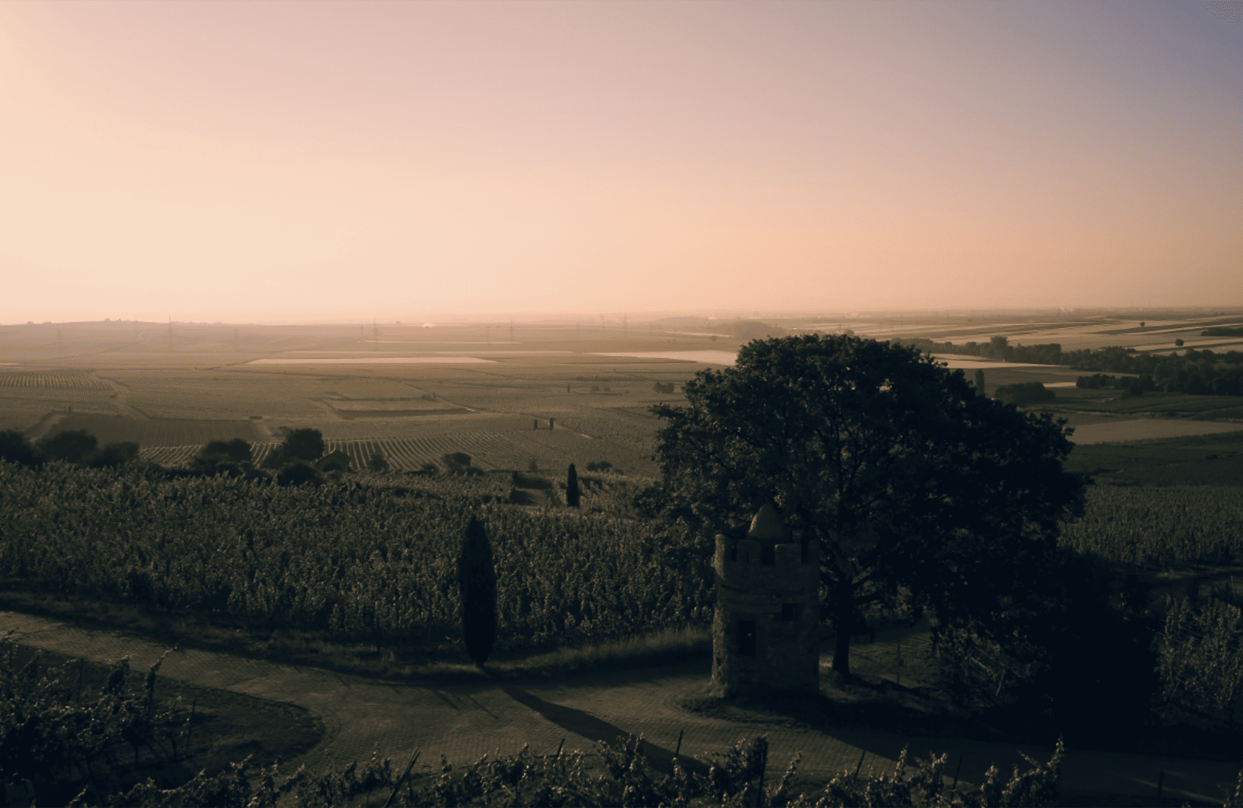 l’histoire du Weingut Wittmann Allemagne